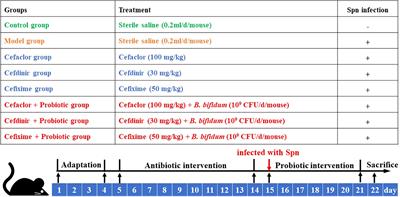 Cephalosporins-induced intestinal dysbiosis exacerbated pulmonary endothelial barrier disruption in streptococcus pneumoniae-infected mice